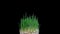 Time lapse of a green wheat growing. Grow of a green grass on a black background