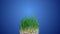 Time lapse of a green wheat growing. Grow of a green grass on a blue background