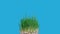 Time lapse of a green wheat growing. Grow of a green grass on a blue background