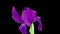 Time-lapse of growing blue iris flower. Blooming iris flower on black background.macro, easter, spring, Love, birthday