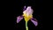 Time-lapse of growing blue iris flower. Blooming iris flower on black background.macro, easter, spring, Love, birthday