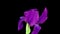 Time-lapse of growing blue iris flower. Blooming iris flower on black background.macro, easter, spring, Love, birthday