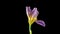 Time-lapse of growing blue iris flower. Blooming iris flower on black background.macro, easter, spring, Love, birthday