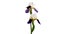 Time-lapse of growing blue iris flower. Blooming iris flower on white background. Macro, easter, spring, Love, birthday