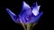Time-lapse of growing blue iris flower. Macro