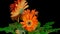Time-lapse of growing and opening orange gerbera flower