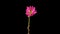 Time-lapse of growing pink Chrysanthemum or chrysanths flower. Spring flower Chrysanthemum blooming on black background.