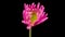 Time-lapse of growing pink Chrysanthemum or chrysanths flower. Spring flower Chrysanthemum blooming on black background.