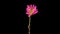 Time-lapse of growing pink Chrysanthemum or chrysanths flower. Spring flower Chrysanthemum blooming on black background.