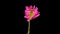 Time-lapse of growing pink Chrysanthemum or chrysanths flower. Spring flower Chrysanthemum blooming on black background.