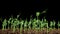 Time Lapse of Growth Green Peas Beans Plants