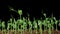 Time Lapse of Growth Green Peas Beans Plants