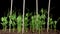 Time Lapse of Growth Green Peas Beans Plants