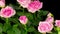 Time Lapse of Growth Pink Rose Flower