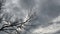 Time lapse Halloween background of dark blue grey overcast sky and bare tree branches fluttering in wind