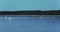 Time lapse of a large group of white swans in the sea