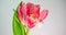 Time-lapse of a light pink double peony tulip flower blooming on white background