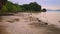 Time lapse of Mangrove trees tide in marine estuaries tidal mudflat