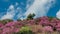 Time lapse motion clouds with blossom of Wild Himalayan Cherry.