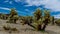 Time lapse Movie of Cholla Cactus Garden