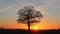 Time lapse of an Oak tree at sunset with wispy clouds. UK