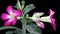 Time-lapse of opening Adenium flower with ALPHA channel