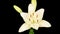 Time Lapse of Opening Beautiful White Lily Flower