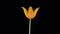 Time-lapse of opening orange tulip