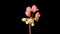 Time Lapse of Opening Pink Geranium Pelargonium Flower