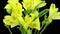 Time-lapse of opening yellow Alstroemeria flower with ALPHA channel