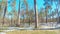 Time lapse panorama, park in a pine forest with a playground in early spring, on the lawn there are pockets of unmelted