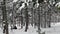 Time lapse of people walking and playing in snow among pine trees in winter park