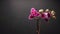 Time lapse of pink Orchid flower blooming on dark grey background.