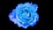 Time lapse rose. Blue rose timelapse close up