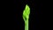 Time lapse of rotating and growing greenish amaryllis Fantasy flower