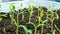 Time lapse seedlings of bell pepper.