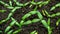 Time lapse seedlings of bell pepper.