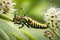 A time-lapse sequence of a caterpillar transforming into a butterfl