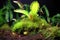 time-lapse sequence of venus flytrap luring and catching an insect
