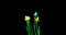 Time lapse shooting of the growth and flowering of a bouquet of blue and yellow daffodils on a black background, 4k