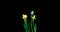 Time lapse shooting of the growth and flowering of a bouquet of blue and yellow daffodils on a black background, 4k