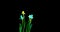 Time lapse shooting of the growth and flowering of a bouquet of blue and yellow daffodils on a black background, 4k