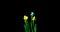 Time lapse shooting of the growth and flowering of a bouquet of blue and yellow daffodils on a black background, 4k