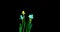 Time lapse shooting of the growth and flowering of a bouquet of blue and yellow daffodils on a black background, 4k