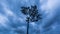 Time-lapse of sky and storm clouds and tree