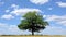 Time-lapse of a solitary Oak tree in a field of ripe wheat. Hertfordshire. England. UK