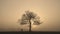 Time lapse of solitary oak tree in thick fog, with the sun breaking through in the background. UK