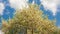 Time lapse of spring white flowers of a cherry tree on cloudy blue sky.