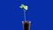 Time lapse of sprouting a kidney bean plant on a blue background.