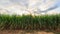 Time lapse of sugarcane